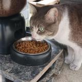 Photo de chat trouvé à Venissieux