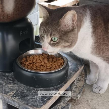 Photo 1/1 Chat trouvé Trouvé à Venissieux