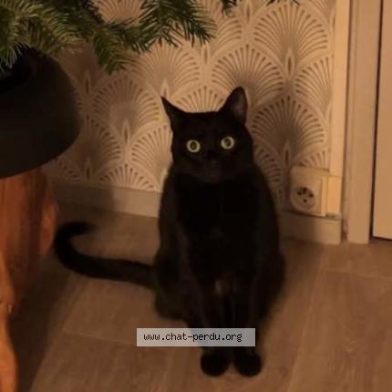 Photo 1/1 Chat retrouvé Perdu à Besancon