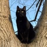 Photo de chat perdu à Camon