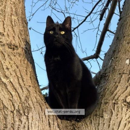 Photo 1/1 Toto Chat perdu à Camon