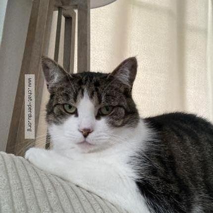 Photo 1/1 Chat retrouvé Perdu à Neuilly Sous Clermont
