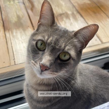 Photo 1/2 Chat retrouvé Perdu à Lege