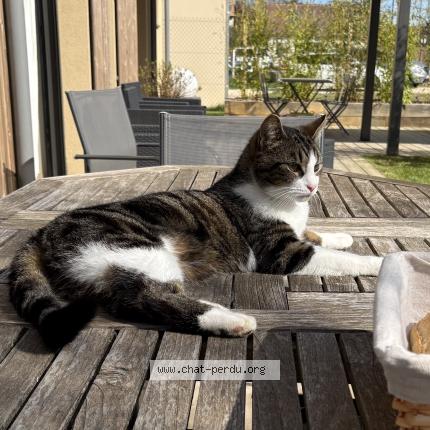 Photo 1/1 Chat retrouvé Perdu à Rambouillet
