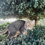 Photo de chat perdu à Baud