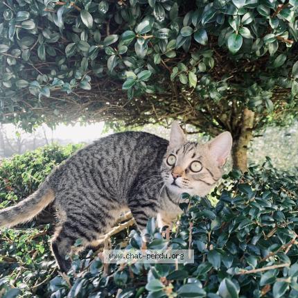 Photo 1/1 Yuna Chat perdu à Baud