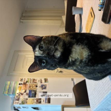 Photo 1/1 Chat retrouvé Perdu à Lunel Viel