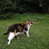 Photo de chat perdu à Les Epesses