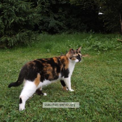 Photo 1/1 Playa Chat perdu à Les epesses