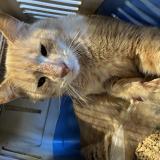 Photo de chat trouvé à Pierre De Bresse