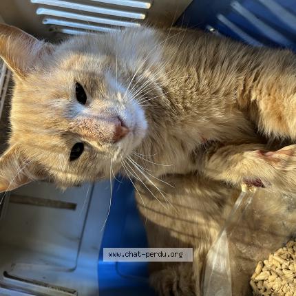 Photo 1/1 Chat trouvé Trouvé à Pierre de bresse
