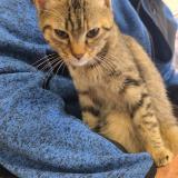 Photo de chat trouvé à Saint Seurin De Bourg