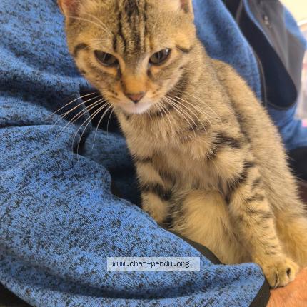 Photo 1/1 Chat trouvé Trouvé à Saint seurin de bourg