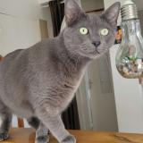 Photo de chat perdu à Brest