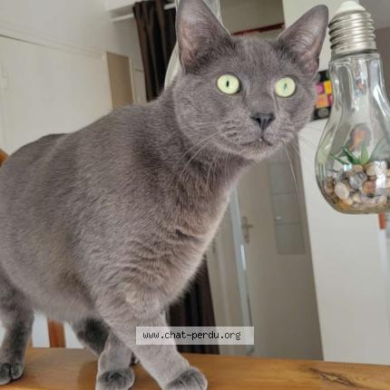 Photo 1/1 Patrick Chat perdu à Brest