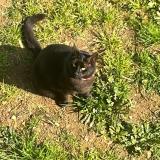 Photo de chat perdu à St Georges De Montaigu