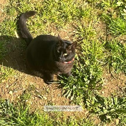 Photo 1/1 Murphy Chat perdu à St georges de montaigu