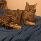 Photo de chat perdu à Maze