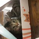 Photo de chat perdu à Paris