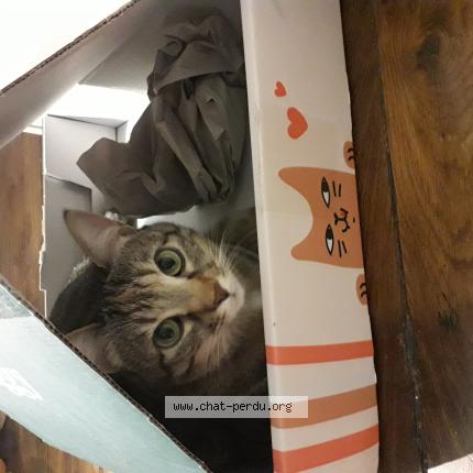 Photo 1/1 Grisette Chat perdu à Paris