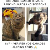 Photo de chat perdu à Soissons