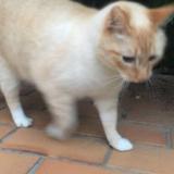 Photo de chat perdu à Fraze