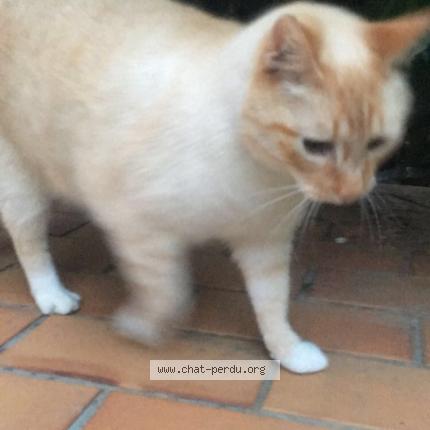 Photo 1/1 Pouille Chat perdu à Fraze