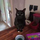 Photo de chat perdu à Saint Priest Bramefant