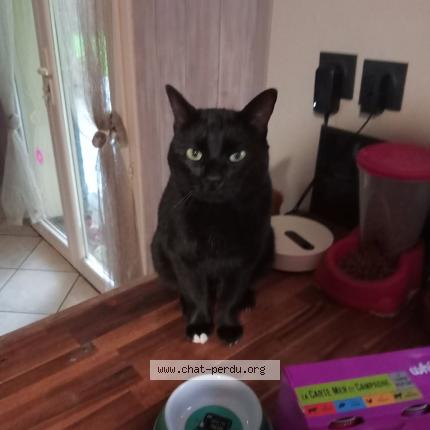 Photo 1/1 ZUZAKU Chat perdu à Saint priest bramefant