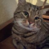 Photo de chat perdu à Raizeux