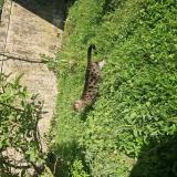 Photo de chat trouvé à Rochefort