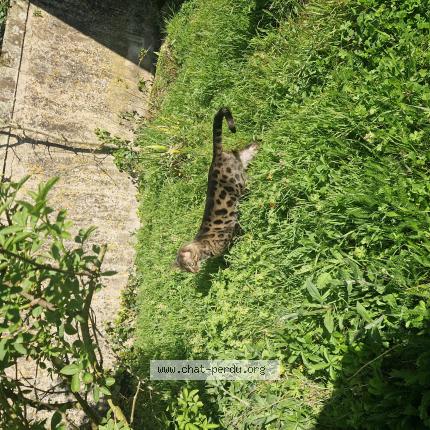 Photo 1/1 Chat trouvé Trouvé à Rochefort