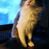 Photo de chat perdu à Val Couesnon