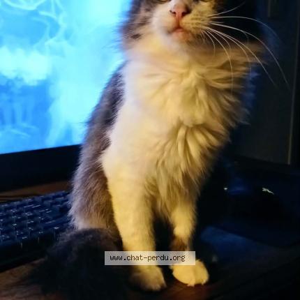 Photo 1/1 Freyja Chat perdu à Val couesnon