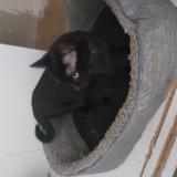 Photo de chat trouvé à Mulhouse