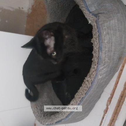 Photo 1/1 Chat trouvé Trouvé à Mulhouse