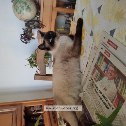 Photo 1/1 Chat retrouvé Trouvé à Hagetmau