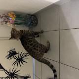 Photo de chat trouvé à Montpellier