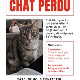 Photo de chat perdu à Lyon
