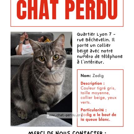 Photo 1/1 Zadig Chat perdu à Lyon