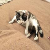 Photo de chat perdu à Bourg En Bresse