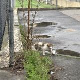 Photo de chat trouvé à Montpellier