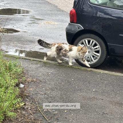 Photo 2/2 Chat trouvé Trouvé à Montpellier