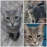 Photo de chat perdu à Maipu