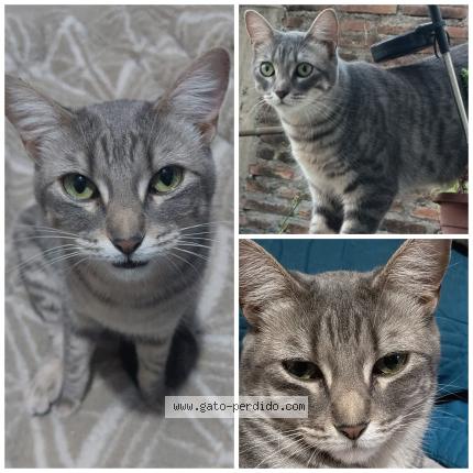 Photo 1/1 Silvi Chat perdu à Maipu