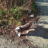 Photo de chat perdu à La Chapelle Gondran