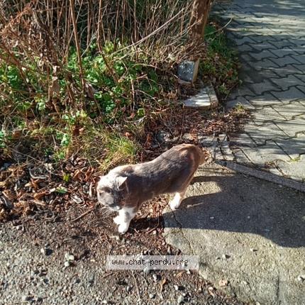 Photo 1/1 Chat retrouvé Perdu à La chapelle gondran