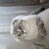 Photo de chat perdu à Sainte Genevieve Des Bois