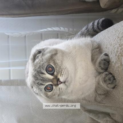 Photo 1/1 Lia Chat perdu à Sainte genevieve des bois