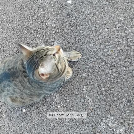 Photo 1/1 Chat trouvé Trouvé à Dijon